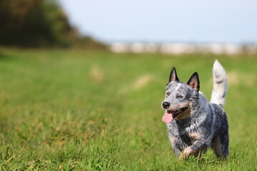 Blue heeler or australian cattle dog running in green grass field. Copy space.
