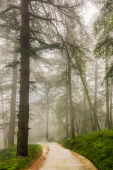 On a Misty Morning Into the woods