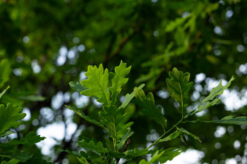 Oak leaves in the garden.