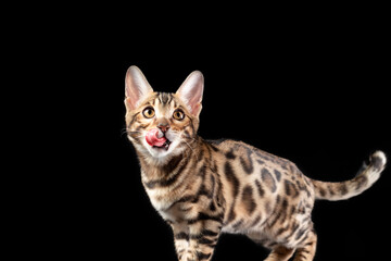 Kitten of bengal cat with tongue out isolated at black background