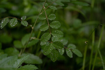 Gouttes d'eau sur feuilles 2