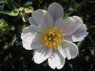 Take a walk on Shikadayama Footpass