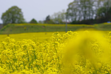 Obraz premium 菜の花、豊かさの花言葉 黄色い絨毯のような菜の花畑