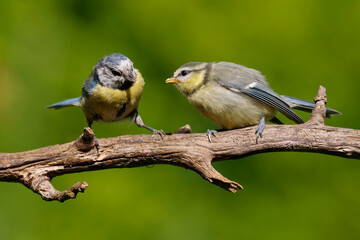 Blaumeise füttert Ästling
