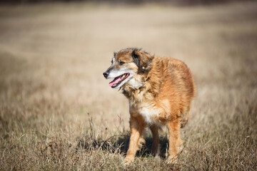 Beautiful shaggy dog during regular walk and obedience training