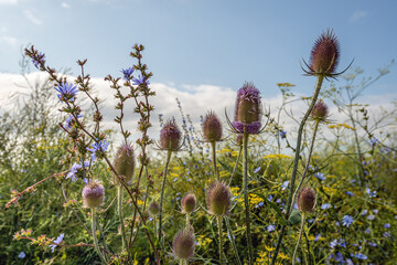 Dutch field margin with varied types of flowering plants to promote biodiversity. The photo shows blue flowering common chicory, soft yellow flowering dill and purple flowering wild teasel plants.