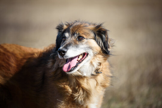 Portrait of a beautiful shaggy dpg