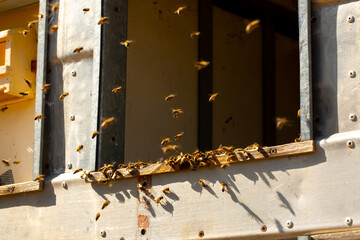Bee hives in the apiary. A swarm of bees flies around collecting honey. Beekeeping, wholesome food for health.