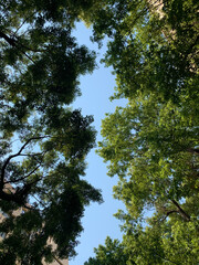 Looking at the sky from the trees in the city