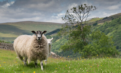 Obraz premium sheep and lamb in the Yorkshire dales in summer