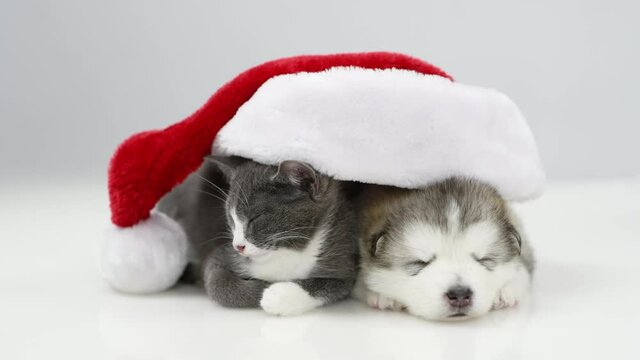 Sleeping puppy and cat lying together under big santa hat. isolated on white background