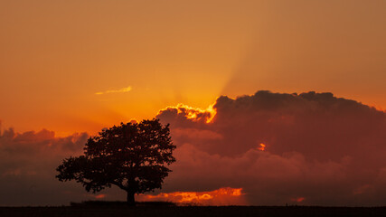 Fototapeta na wymiar Sunset sur le vieux Chêne
