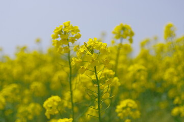 菜の花、豊かさの花言葉