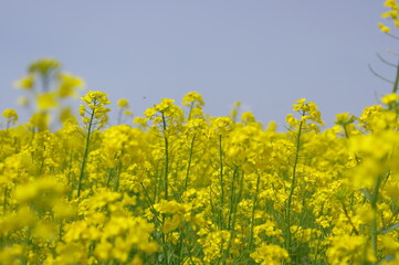 菜の花、豊かさの花言葉
