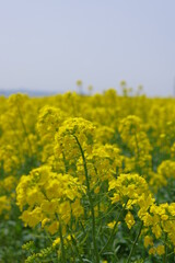 Obraz premium 菜の花、豊かさの花言葉 黄色い絨毯のような菜の花畑