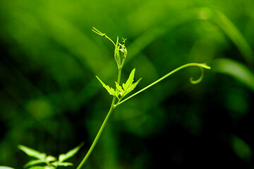 close up of green ivy isolated in the morning