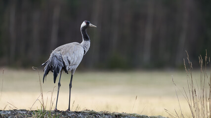 Crane overlooking a field with soft bokeh.