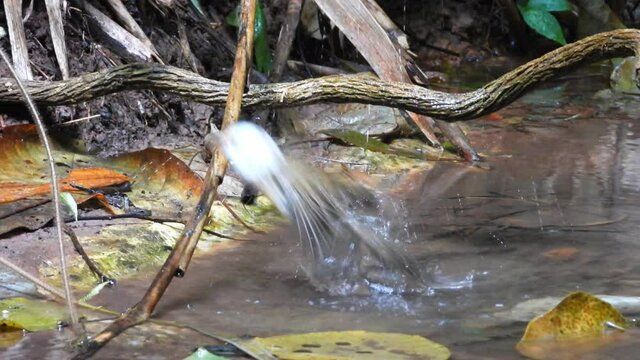 White-hooded Babbler bird jumping to dring and play water.