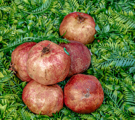 Pomegranate