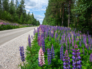 rose and violet lupines beside gravel road in the forest