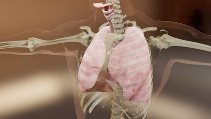 3d Illustration of Human Respiratory System Lungs Anatomy Concept. visible lung, pulmonary ventilation, Realistic high quality, 3d render
