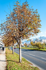 Autumn on Sarajevo's street