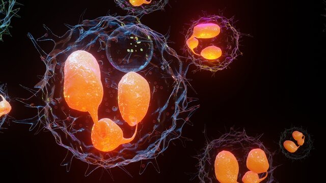 3D illustration of Phagocytosis. Neutrophe that uses its plasma membrane to engulf bacteria. From endocytosis to exocytosis. Digestion process in phagocytes. immune system, 3d render