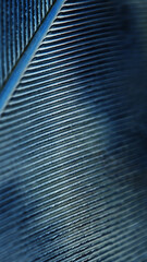 Bird feather close-up. Blue natural mobile phone wallpaper with a rhythmic pattern. Dark shimmering narrow background or illustration. Vertical tinted backdrop. Macro
