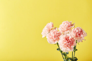 Bouquet of pink carnations. Design concept of holiday greeting with carnation bouquet on yellow background