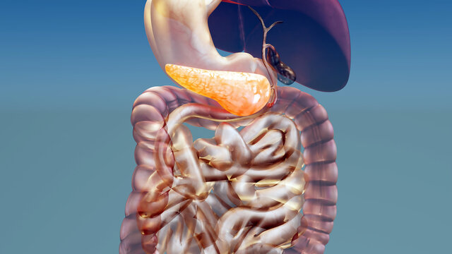 3d illustration of pancreas from liver to gallbladder, 3d render