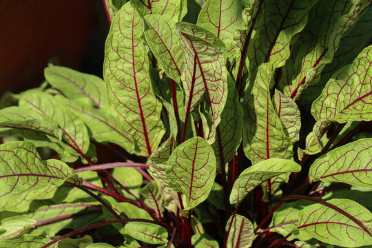 Rumex sanguineus. Foglie di acetosa rossa, erbacea perenne commestibile.