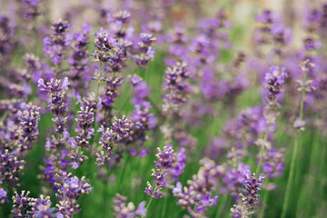 Beautiful lavender flowers and bee in a summer garden.