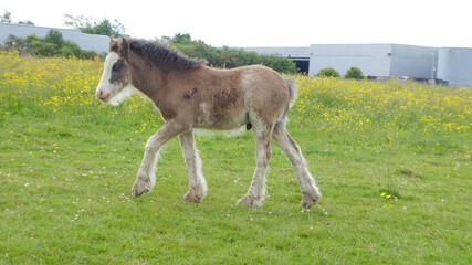 foal in the meadow