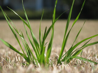 tuft of green grass 