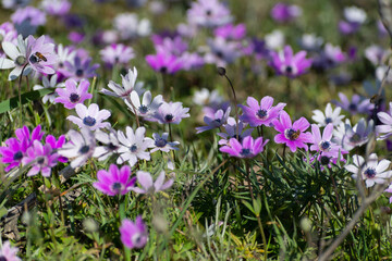 Anemone (pavonina) flowers field, at spring