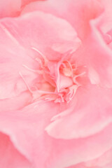 Floral backdrop from defocused pink flowers. Delicate petals texture. Nature background for cosmetics skincare body care