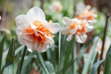 Narcissus Delnashaugh (double Daffodil) flowers