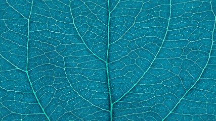 Leaf of fruit tree close-up. Turquoise tinted mosaic pattern of veins and plant cells. Abstract blue green monochrome background on a floral theme. Summer wallpaper. Macro