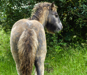 horse in a field