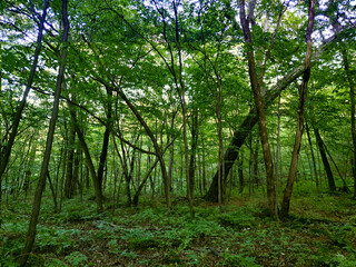 Warm summer forest