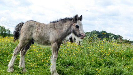 horse in the field