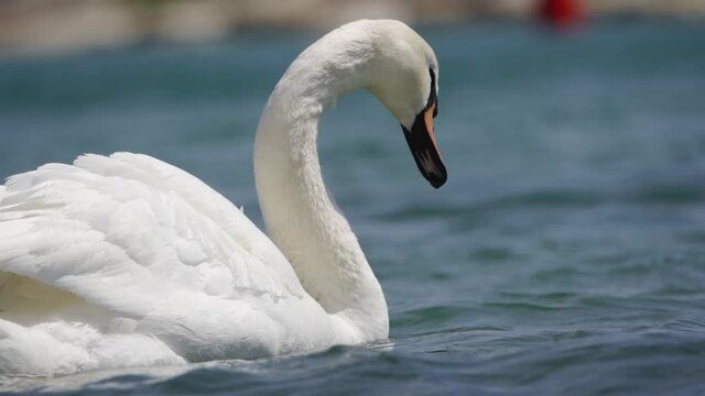 A beautiful white swan maneuvers on the waves of the lake. The wind flutters its plumage. Close-up, slow motion, HD.