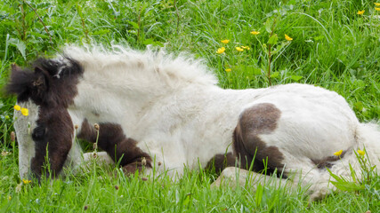 Fototapeta premium two lambs