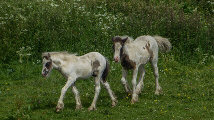 Obraz premium baby goat on the meadow