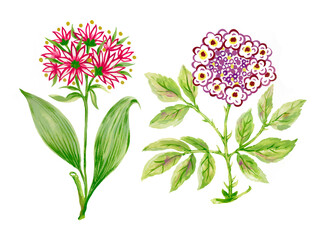 Hand drawn botanical flower foliage and leaf Illustration elements on white background for invitation card , wallpaper