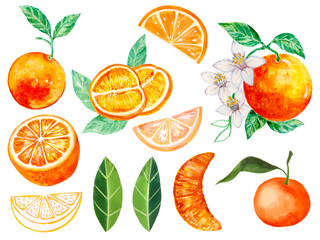 Watercolor Illustration Orange and flower and leaves isolated elements on white background for invitation, wallpaper, fabric
