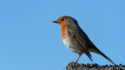 robin on a rock