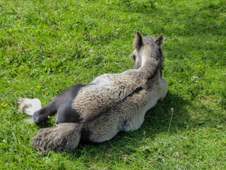 Obraz premium llama in the grass