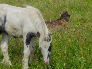 Obraz premium Horses