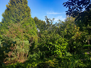 Obraz premium Summer Forest